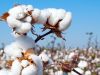 Algodón orgánico ¿Cómo identificarlo?
