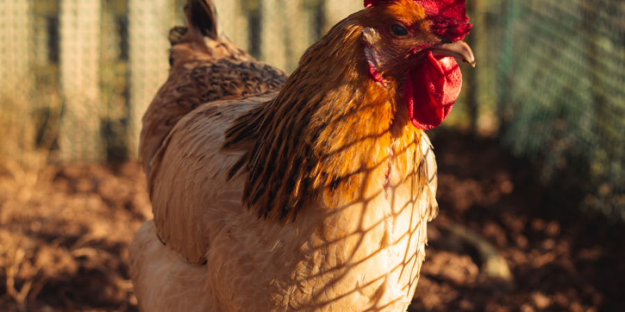 Hepatitis E en productos de origen animal