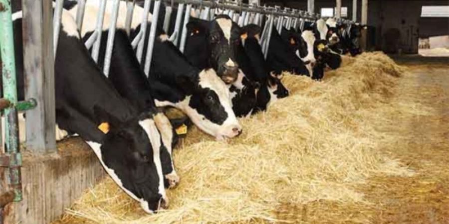 Utilización de grasas en alimentación de ganado