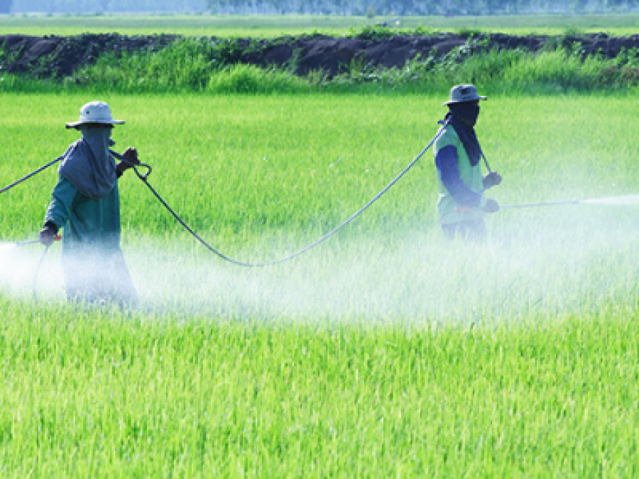Prohibición de uso de insecticidas: carbofuran, carbosulfan, diazinon, aldicarb y dicofol