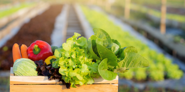 Residuos de tratamientos post-cosecha en frutas y verduras: Un riesgo invisible para la exportación