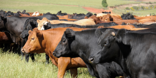 Ivermectina en la carne.