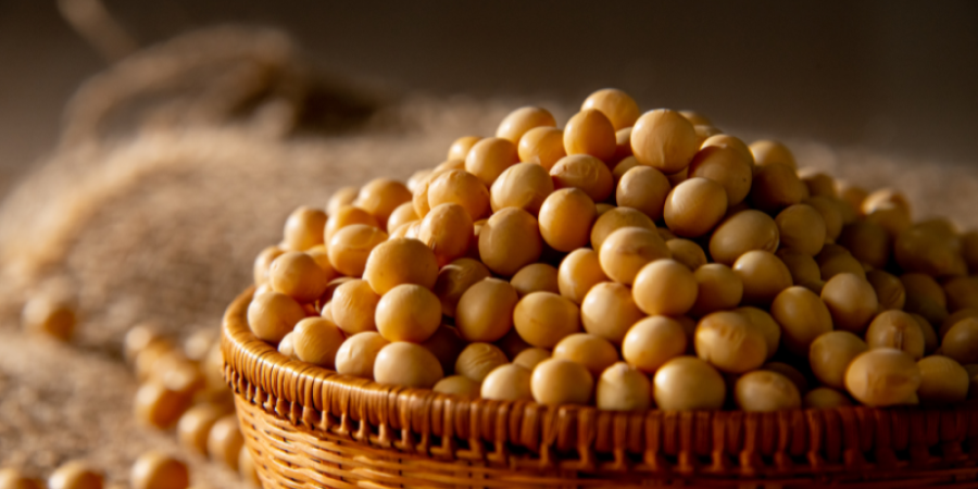Aflatoxinas y micotoxinas en soja: Riesgos ocultos y requisitos de exportación