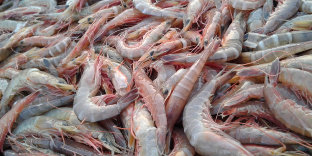 Producción de camarón más sostenible mediante herramientas digitales