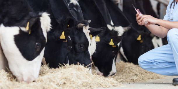 Residuos de medicamentos veterinarios en alimentos