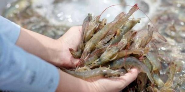 Nitrofuranos en Camarón