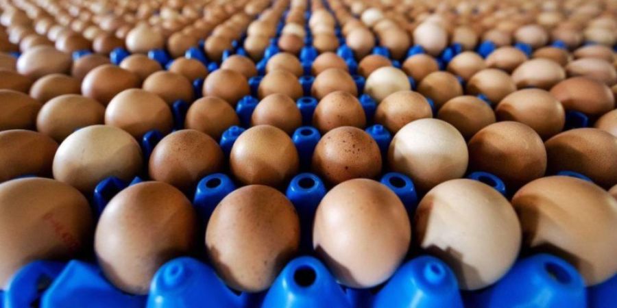 Presencia de Fipronil en Huevos