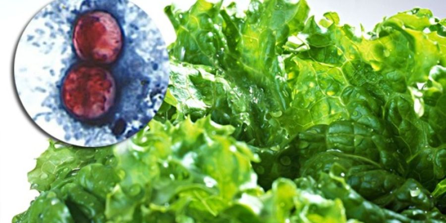 Cyclospora en alimentos