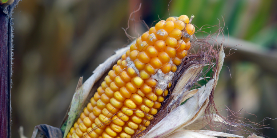 Micotoxinas en alimentos: Un riesgo invisible