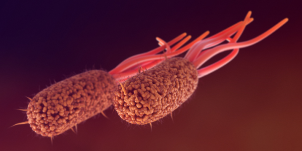 Prevención de la E. coli patógenas en los alimentos