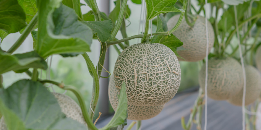 Pyridalyl en melón: innovación en el control de plagas con impacto en la inocuidad alimentaria