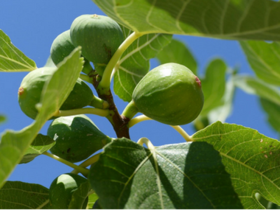 ¿Cuáles plagas debemos monitorear en nuestra higuera y cómo debemos hacerlo?