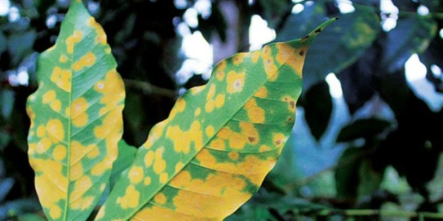 Roya del café: prevención = sostenibilidad