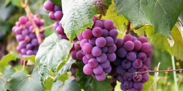 Superficie de uva de mesa en Perú alcanza las 20 mil hectáreas