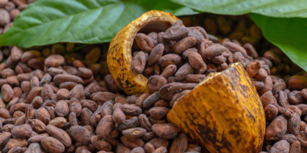 Cacao dominicano: entre la excelencia y los nuevos retos del mercado internacional