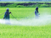 Prohibición de uso de insecticidas: carbofuran, carbosulfan, diazinon, aldicarb y dicofol