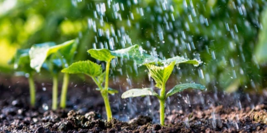 Cloratos y Percloratos en alimentos