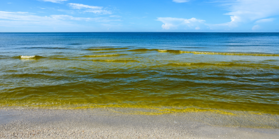 Efectos de las floraciones de algas nocivas en las zonas costeras