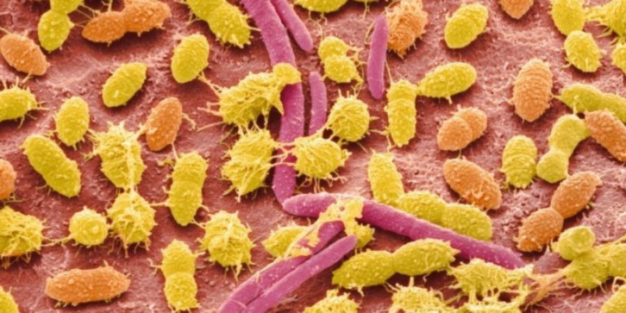 Como los empaques de alimentos pueden afectar nuestro microbioma