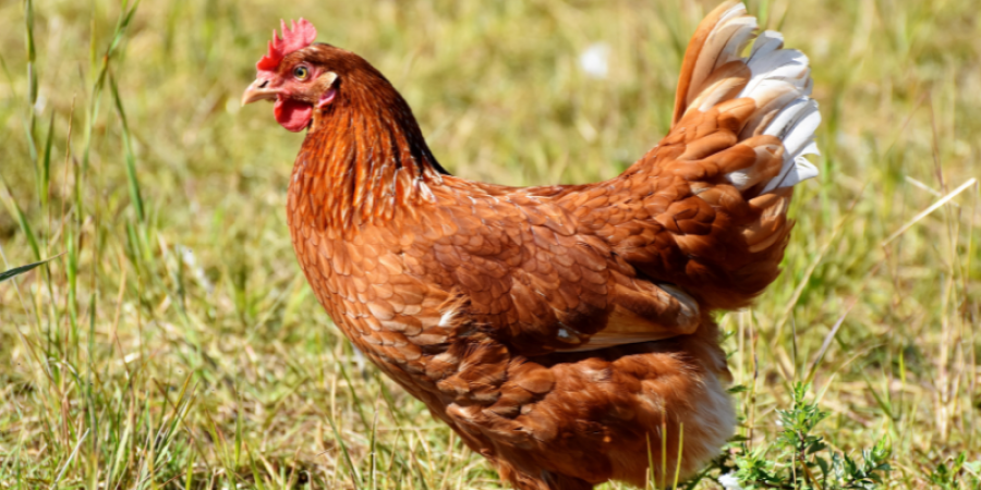 Uso y regulación de anticoccidiales para aves de granja