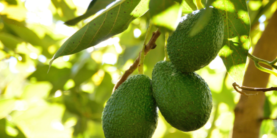 Producción y exportación de aguacate Hass desde Latinoamérica hacia Europa y Estados Unidos: Calidad y análisis