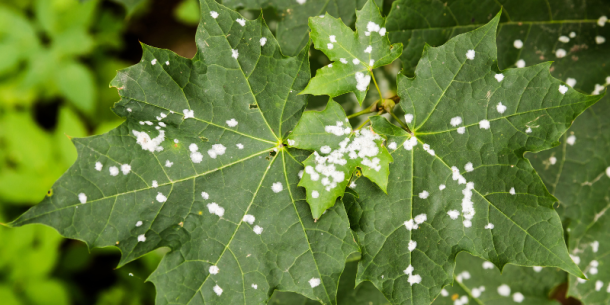 Impacto de las enfermedades de plantas en campo y su relación con la salud humana