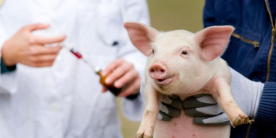 Uso de Antibióticos en Alimentación Animal