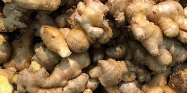 El jengibre o kion peruano, una estrella que vuelve