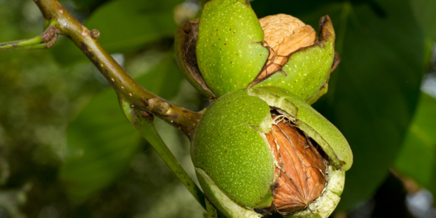 Prácticas de prevención para Phytophtora en Nogales