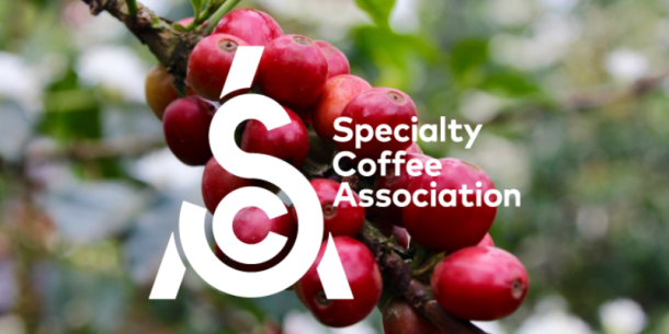Elevar la calidad del café con la normativa SCA – Una guía esencial para exportadores y marcas de especialidad