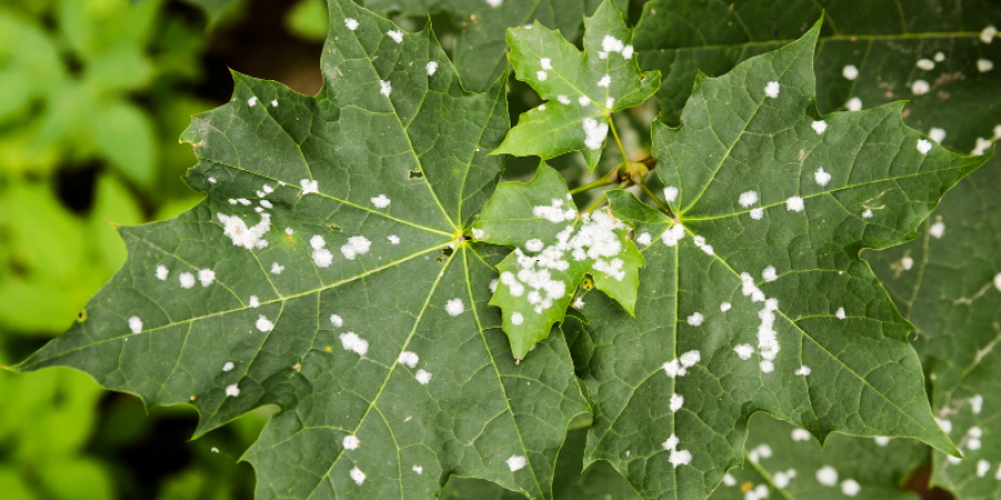 Impacto de las enfermedades de plantas en campo y su relación con la salud humana