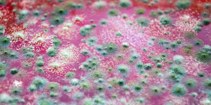 Tipificación molecular fúngica