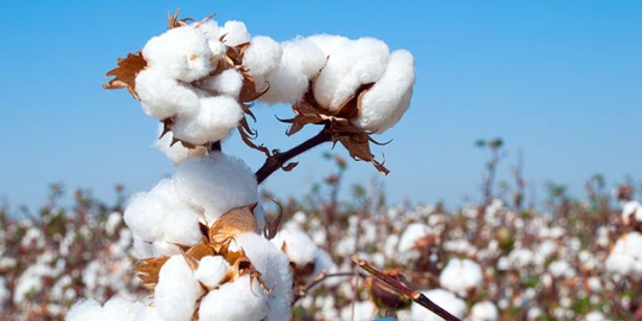 Algodón orgánico ¿Cómo identificarlo?