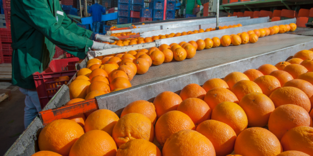 Procesamiento de Frutas y Verduras