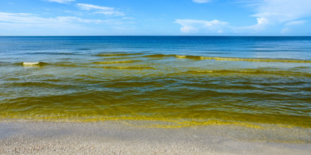 Efectos de las floraciones de algas nocivas en las zonas costeras
