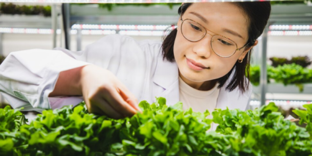 Contaminación de plomo en los Alimentos